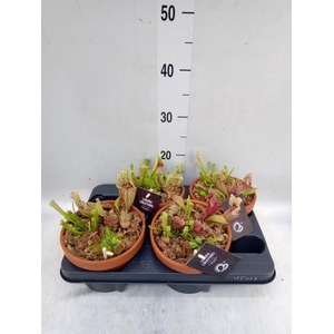 Vleesetende planten   ...mix 3