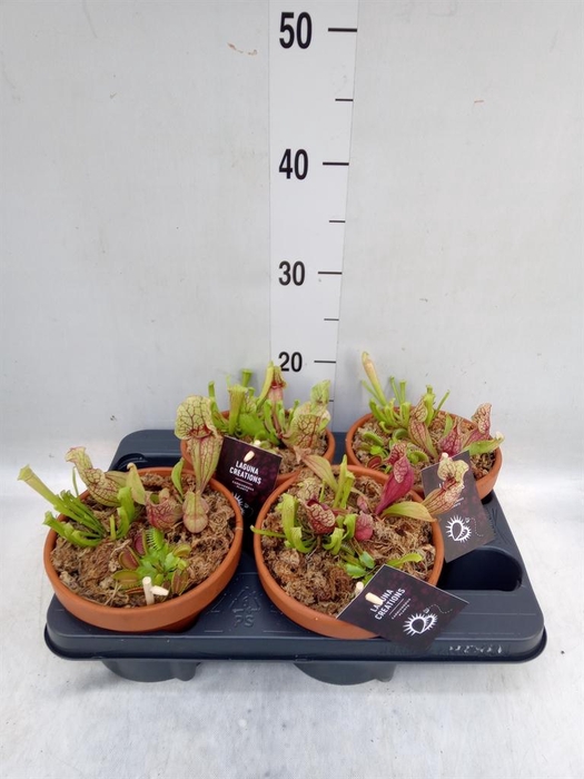 <h4>Vleesetende planten   ...mix 3</h4>