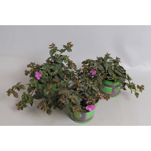 Centradenia cascade Rose/Purple