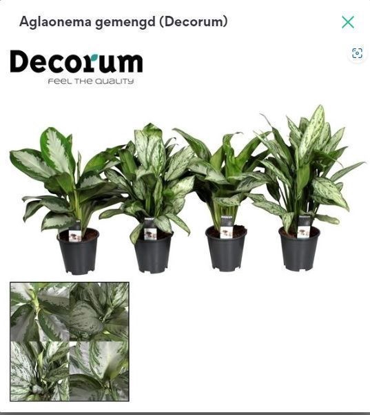 <h4>Aglaonema gemengd (Decorum)</h4>