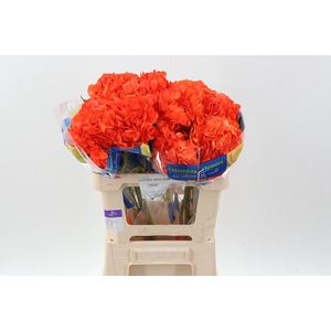 Hydr Orange Texas Tinted Select