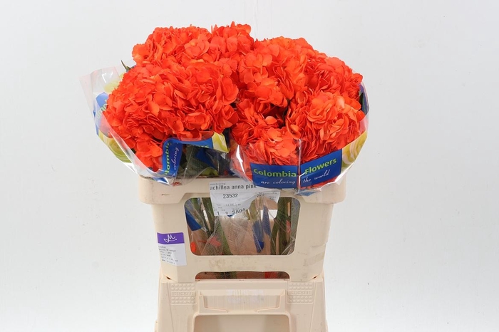 <h4>Hydr Orange Texas Tinted Select</h4>