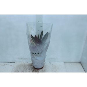 CALATHEA TRIALSTAR P17