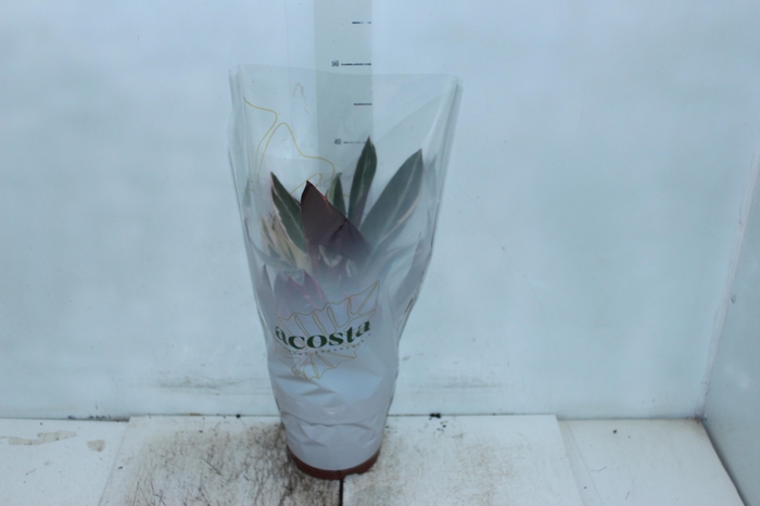 <h4>CALATHEA TRIALSTAR P17</h4>