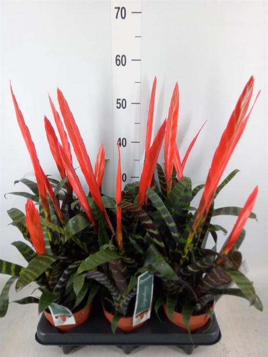 <h4>Vriesea  'Era'</h4>