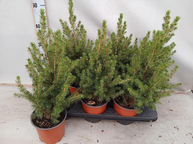 <h4>PICEA AB CONICA</h4>