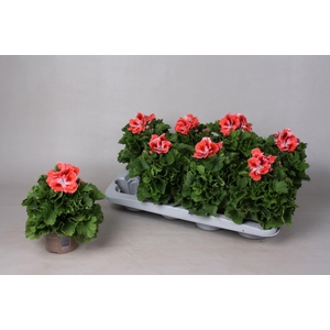 Pelargonium Gr. Mandarino