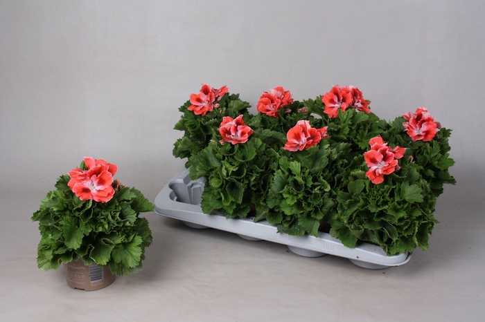 <h4>Pelargonium Gr. Mandarino</h4>
