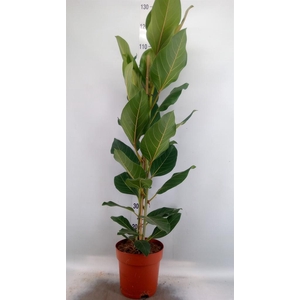 Ficus benghalensis 'Joy'