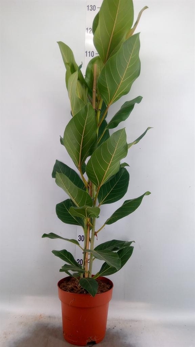 <h4>Ficus benghalensis 'Joy'</h4>