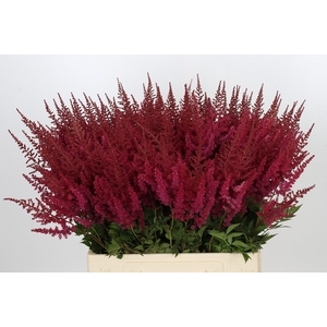 Astilbe Ar Paul Gaarder