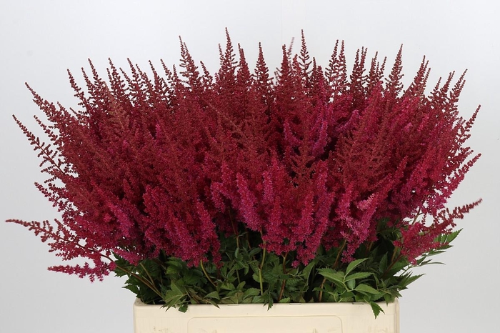 <h4>Astilbe Ar Paul Gaarder</h4>