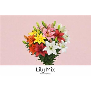 Li La Gem In Fust 4+