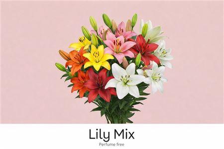 <h4>Li La Gem In Fust 4+</h4>