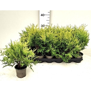 THUJA O OV