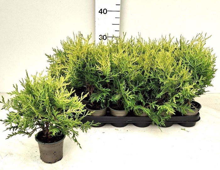 <h4>THUJA O OV</h4>