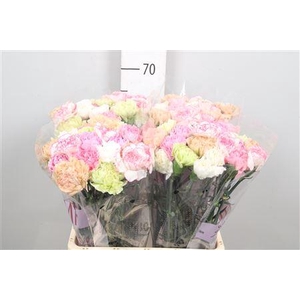 Di St Gem In Bos (pastel)