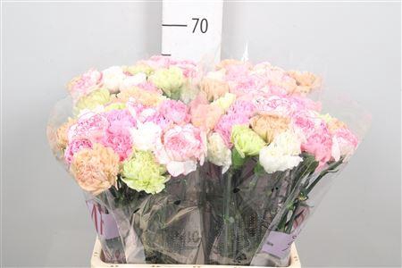 <h4>Di St Gem In Bos (pastel)</h4>