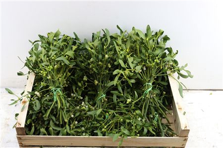 <h4>Dec Mistletoe Kist</h4>