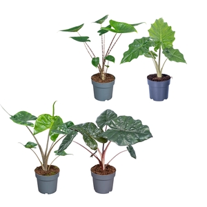 Alocasia Gemengd 14cm