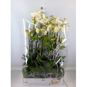 Phalaenopsis multi.   ...white