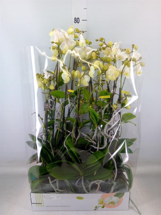 <h4>Phalaenopsis multi.   ...white</h4>