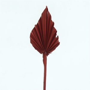 Dried Palm Spear Red