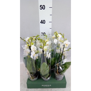 Phalaenopsis multi.   ...white