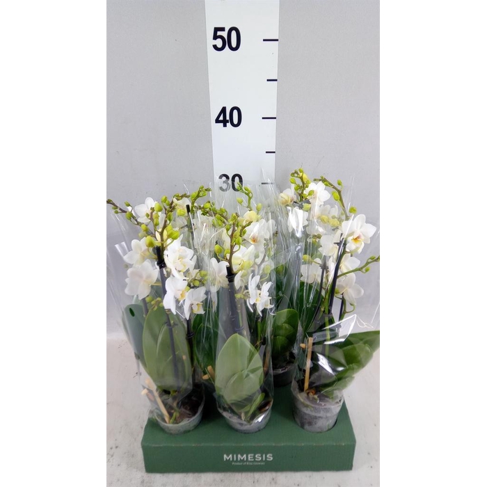 <h4>Phalaenopsis multi.   ...white</h4>