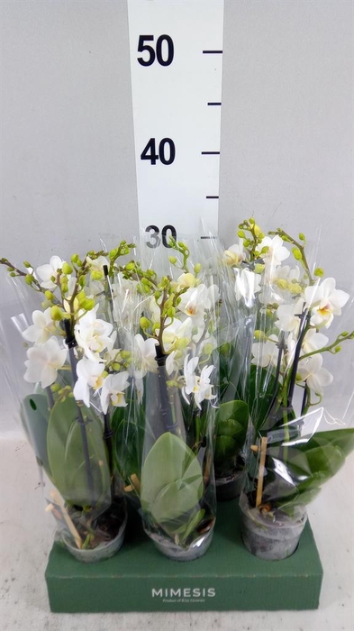 Phalaenopsis multi.   ...white