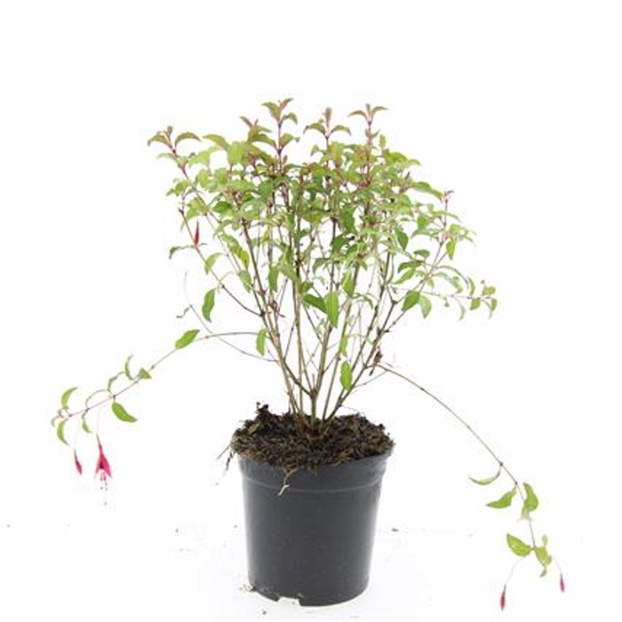 <h4>Fuchsia magellanica Riccartonii</h4>