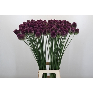 Allium sphaerocephalon