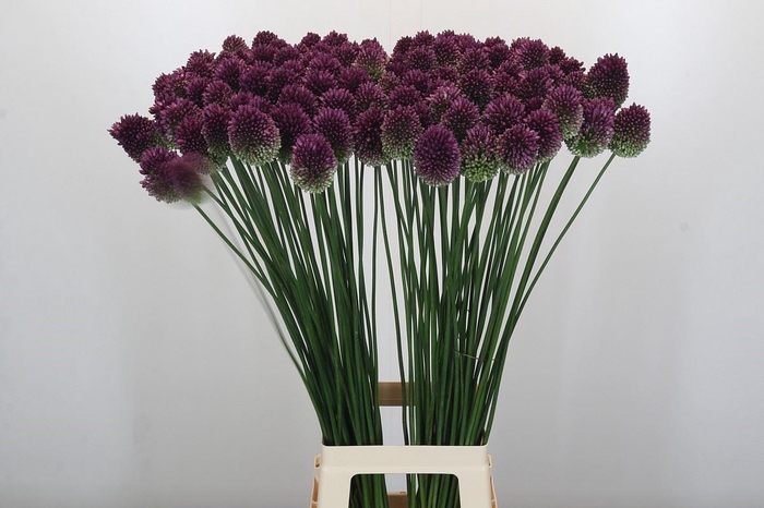 <h4>Allium sphaerocephalon</h4>
