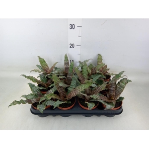 Cryptanthus zonatus