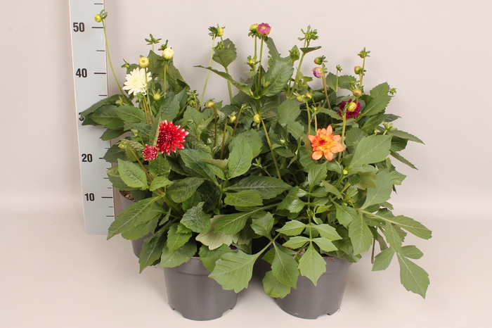 Dahlia 19 cm Divers