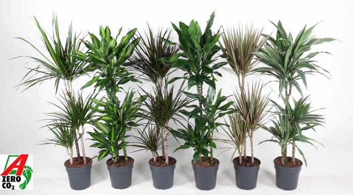 <h4>Mix 60-30-15</h4>