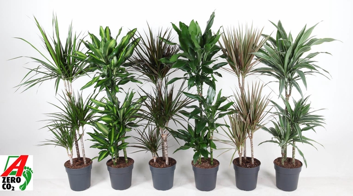 <h4>Mix 60-30-15</h4>