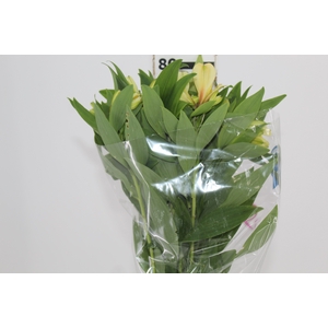 ALSTROEMERIA MELLOW YELLOW 080 CM