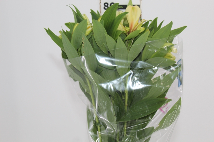<h4>ALSTROEMERIA MELLOW YELLOW 080 CM</h4>