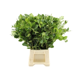 Salal Tips Cult Per Tak 60cm