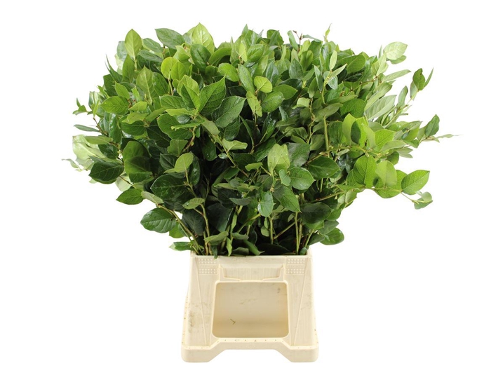 <h4>Salal Tips Cult Per Tak 60cm</h4>