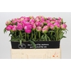 Paeonia Glory Hallelujah