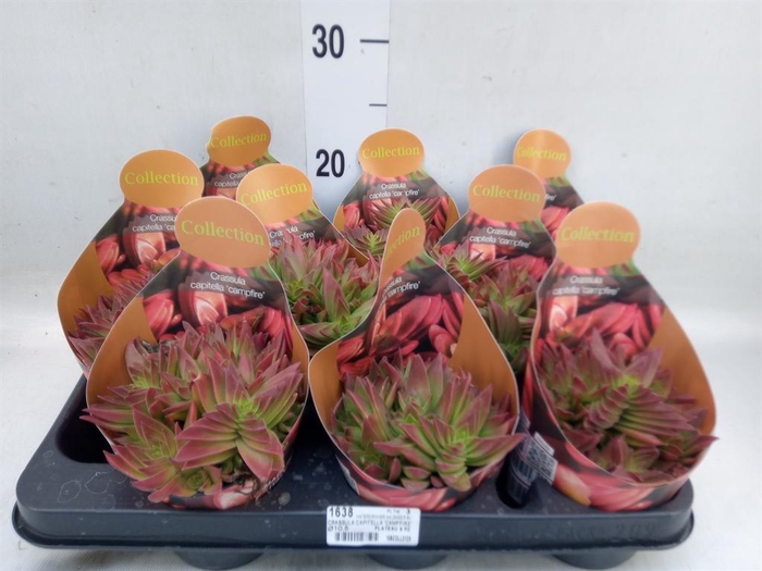 <h4>Crassula   ...</h4>