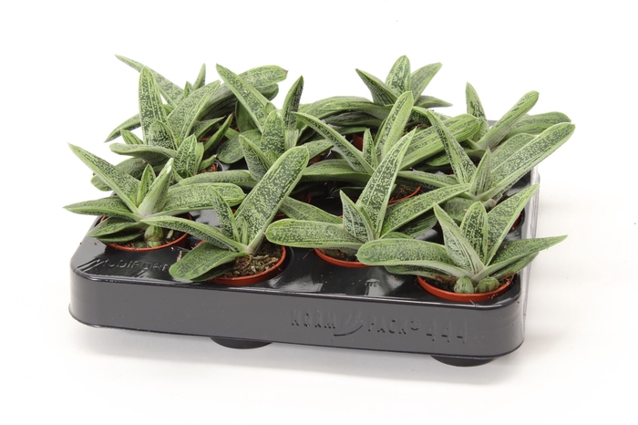 <h4>Gasteria 'Little Warty'</h4>