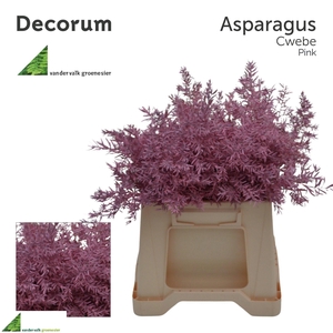 ASP DE CWEBE KLB  H%