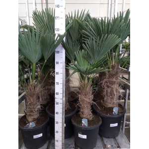 Trachycarpus wagnerianus