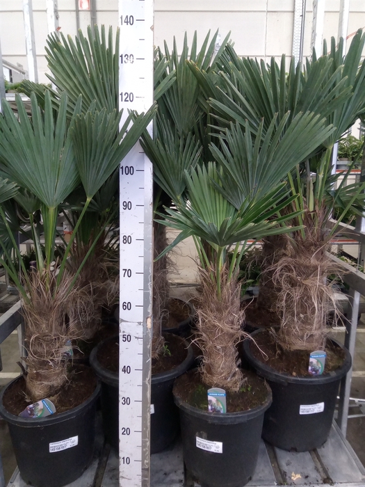 <h4>Trachycarpus wagnerianus</h4>