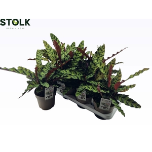 CALAT LANCIFOLIA