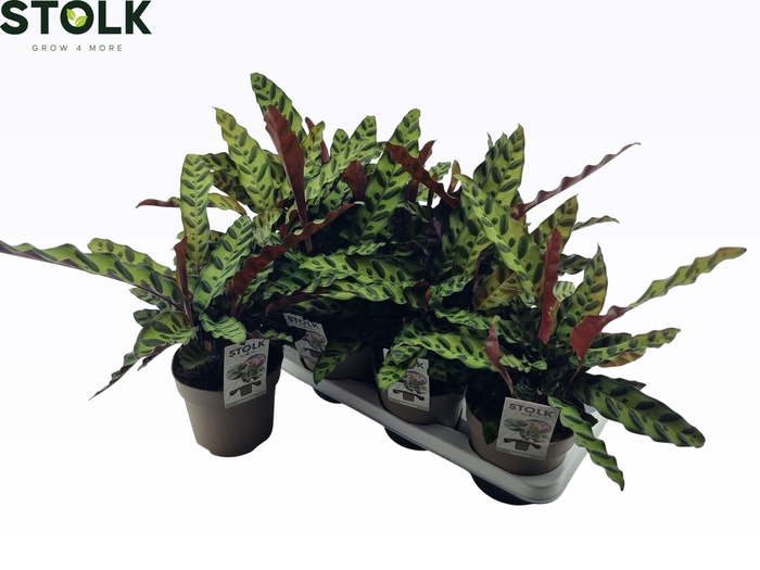 <h4>CALAT LANCIFOLIA</h4>