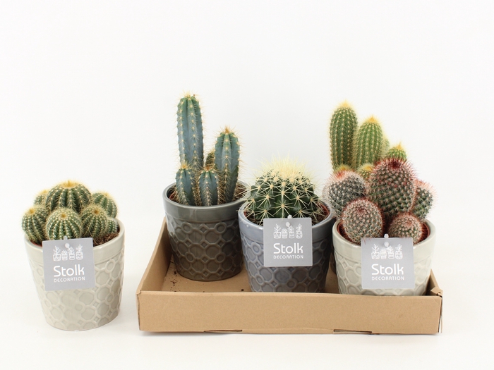 <h4>Cactus Gemengd Keramiek Gaia</h4>